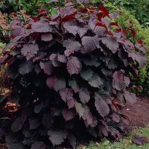 Corylus avellana 'Fuscorubra' / Vérmogyoró bokor