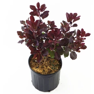 Cotinus coggygria 'Royal purple' / Bíbor cserszömörce