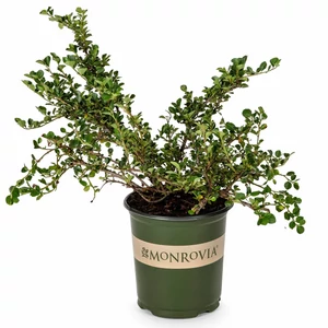 Cotoneaster dammerii 'Mooncreeper' / Szőnyeg madárbirs