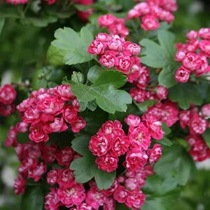 Crataegus laevigata 'Paul's Scarlet' / Piros virágú díszgalagonya fa
