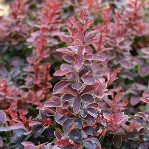 Berberis thunbergii 'Golden Ring' / Vérborbolya