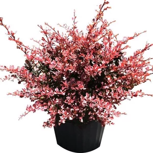 Berberis thunbergii 'Golden Ring' / Vérborbolya