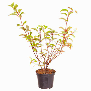 Hydrangea paniculata 'Vanille Fraise' / Bugás hortenzia