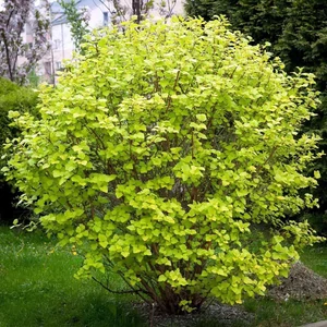 Physocarpus opulifolius 'Luteus' / Sárga levelű hólyagvessző