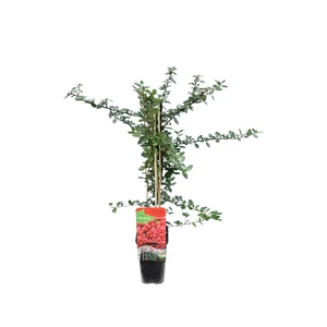 Pyracantha 'Mohave' / Tűztövis
