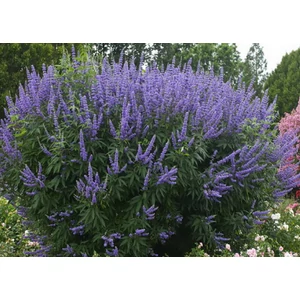 Vitex agnus-castus / Illatos barátcserje