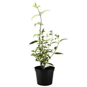 Buddleja daividii 'Royal Red' / Bíborpiros virágszínű nyáriorgona