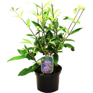 Buddleja davidii 'Pink Delight' / Rózsaszín virágszínű nyáriorgona