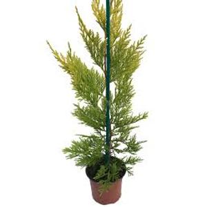 xCupressocyparis leylandii 'Gold Rider' / Aranylombú leyland-ciprus