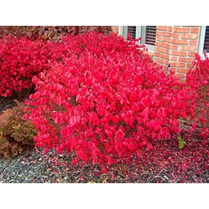 Euonymus alatus 'Compactus' / Szárnyas kecskerágó
