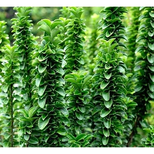 Euonymus japonicus 'Benkomasaki' / Oszlopos kecskerágó