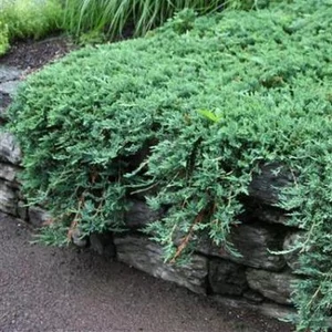 Juniperus horizontalis 'Blue Chip' / Kék terülő henyeboróka