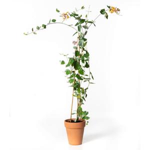 Lonicera heckrottii 'American beauty' / Lila-naracssárga virágú futólonc