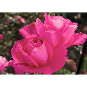 Rosa 'Maria Callas' / Rózsaszín virágú magas törzsű rózsa