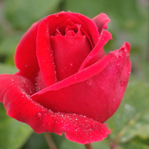 Rosa 'Mr. Lincoln' / Sötétvörös virágú magas törzsű rózsa