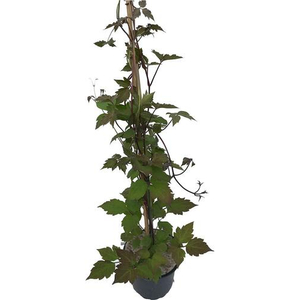 Parthenocissus tricuspidata 'Veitchii' / Repkény vadszőlő