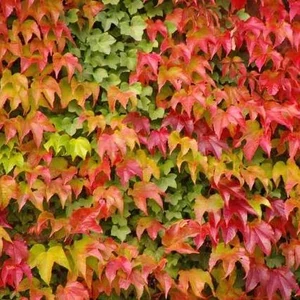 Parthenocissus tricuspidata 'Veitchii' / Repkény vadszőlő