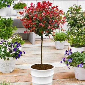 Photinia fraseri 'Red Robin' (törzses) / Vörös korallberkenye