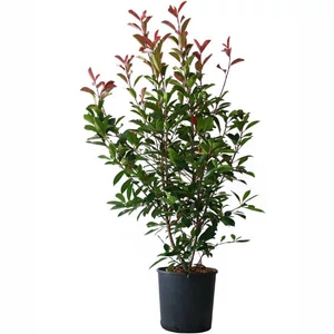 Photinia fraseri 'Red Robin' / Vörös korallberkenye (földlabdás)