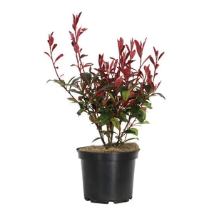 Photinia fraseri 'Carre Rouge' / Korallberkenye