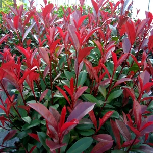 Photinia fraseri 'Carre Rouge' / Korallberkenye