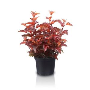 Physocarpus opulifolius 'Little Angel' / Hólyagvessző