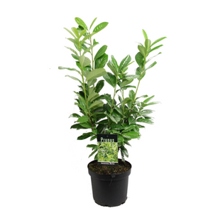 Prunus laurocerasus 'Novita' / Babérmeggy
