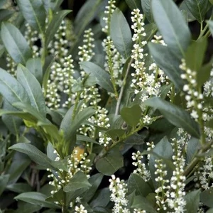 Prunus laurocerasus 'Mano' / Törpe babérmeggy