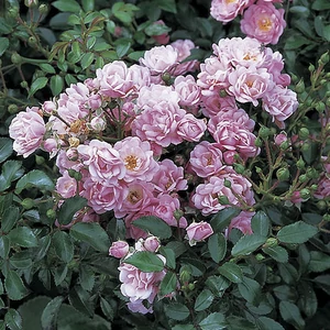 Rosa 'The Fairy' / Halvány rózsaszín virágszínű talajtakaró rózsa