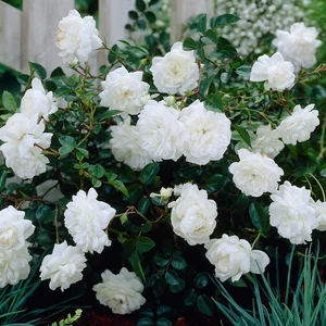 Rosa 'Sea Foam' / Fehér virágszínű talajtakaró rózsa