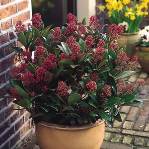 Skimmia japonica 'Rubella' / Japán dérbabér