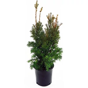 Taxus x media 'Hicksii' / Oszlopos tiszafa