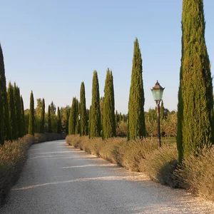 Cupressus sempervirens 'Totem' / Oszlopos európai ciprus (földlabdás)