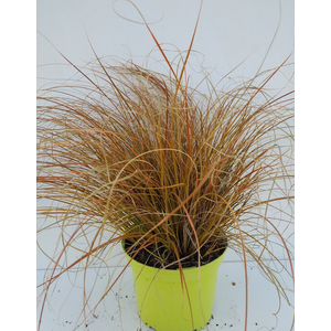 Carex testacea 'Prairie fire' / Bronzfű