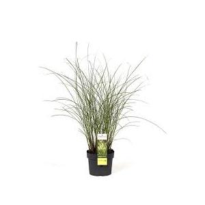 Miscanthus sinensis 'Gracilimus' / Japánfű