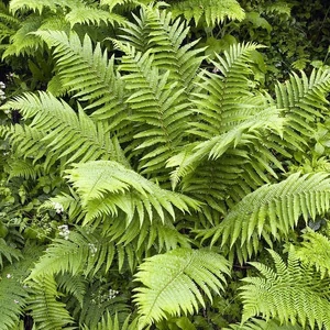 Dryopteris filix-mas / Erdei pajzsika