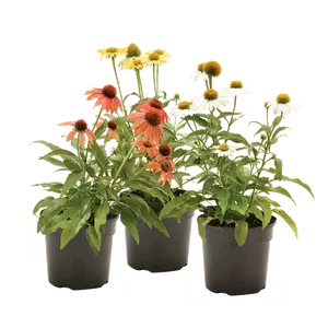 Echinacea 'Cheyenne Spirit' / Bíbor kasvirág mix