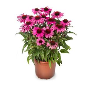 Echinacea purpurea 'Compact Dark Rose' / Rózsaszín virágú kasvirág