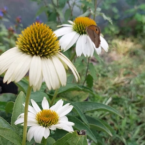 Echinacea purpurea 'Alba' / Fehér virágú kasvirág