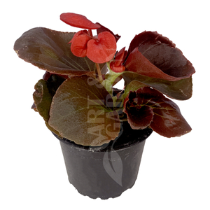 Begonia cucullata / Folytonnyíló begónia (bordó levelű piros virágú)