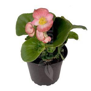 Begonia cucullata / Folytonnyíló begónia (zöld levelű rózsaszín virágú)