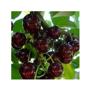 Prunus cerasus 'Érdi bőtermő' / 'Érdi bőtermő' meggyfa (szabadgyökeres)