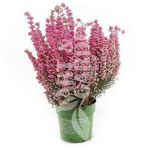 Erica gracilis / Vékony hanga