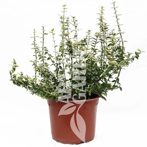 Euonymus fortunei 'Emerald 'n Gold' / Arany-tarka levelű terülő kecskerágó