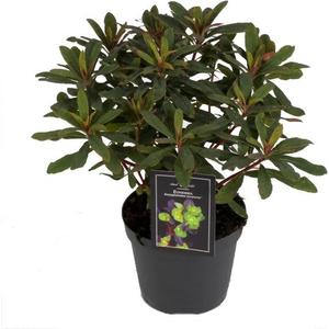 Euphorbia amygdaloides 'Ruby glow' / Bíbor levelű kutyatej