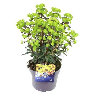 Euphorbia amygdaloides var. Robbiae / Erdei kutyatej