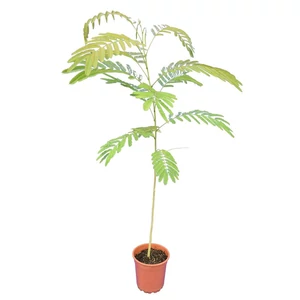 Albizia julibrissin / Selyemakác fa