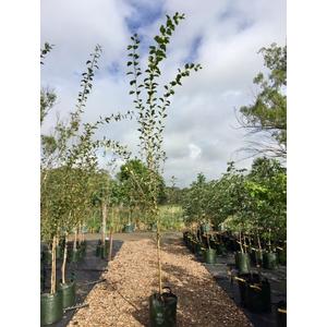 Populus simonii 'Fastigiata' / Oszlopos kínai nyár