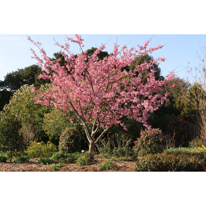 Prunus Campanulata / Díszcseresznye