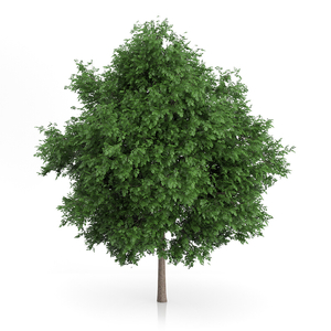 Tilia cordata 'Greenspire' / Kis levelű hársfa